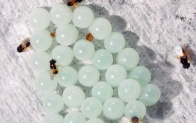 Cimice asiatica, la speranza di debellarla in un imenottero