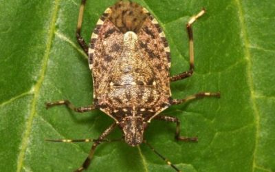 Cimice marmorizzata