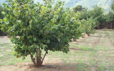 La produzione integrata